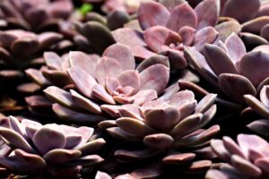 メンズ脱毛の効果が出るまでの期間はどのくらい？