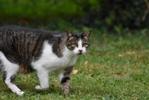 メンズの青ひげ改善に最適なヒゲ脱毛の方法は？