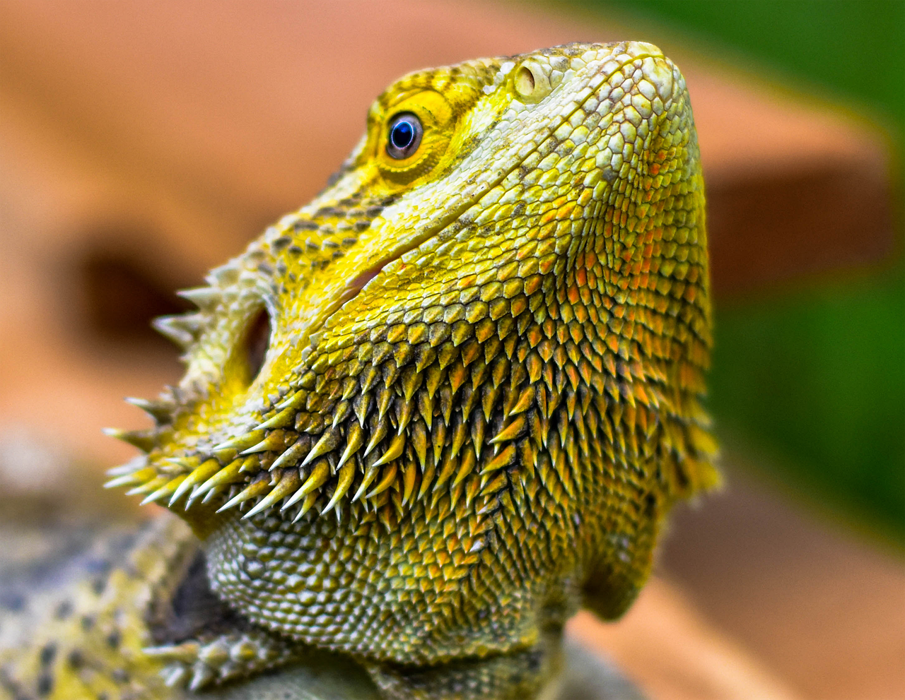 ヒゲ脱毛に関する男性と女性の意見はどのようなものか？